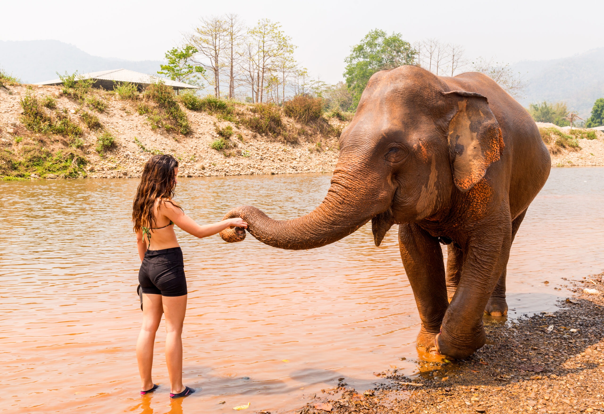 elephant sanctuary in Chiang Mai, Thailand