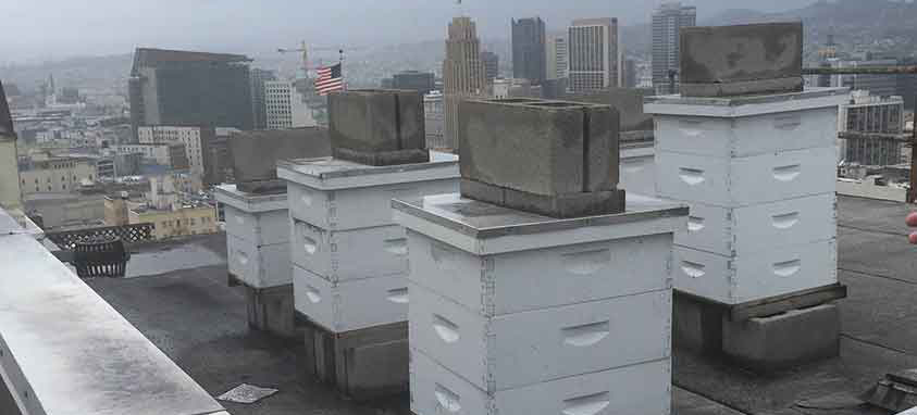 beehives