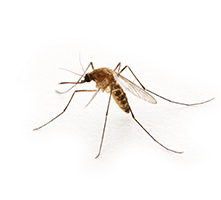 mosquito