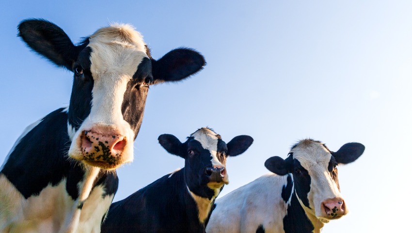 beef climate