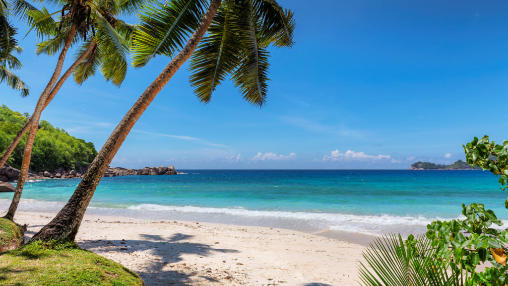 Palm trees leaning over a tropical beach with turquoise water and a small island on the horizon