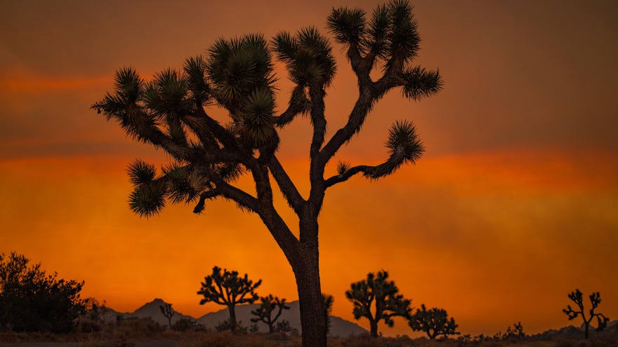 wildfire response