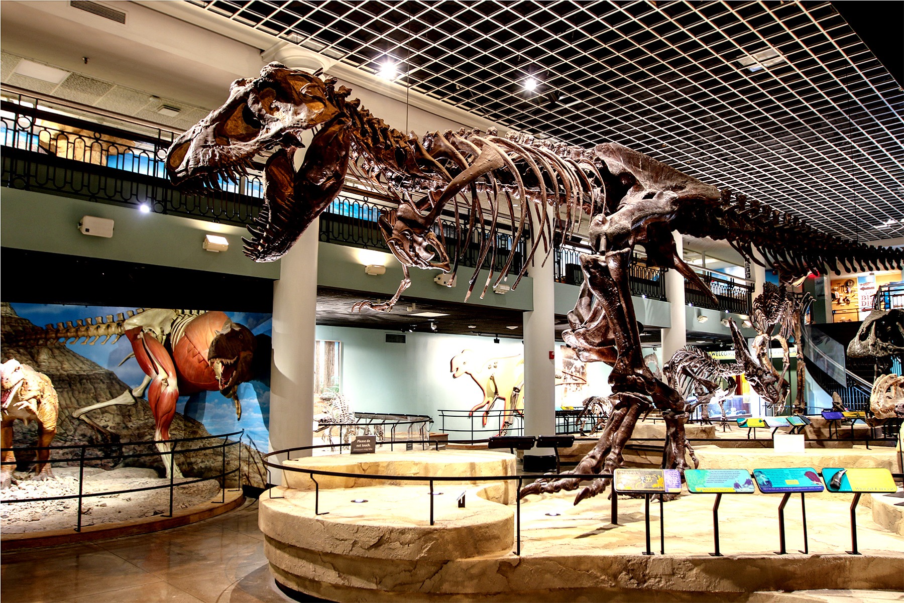 T-Rex skeleton at Academy of Natural Sciences