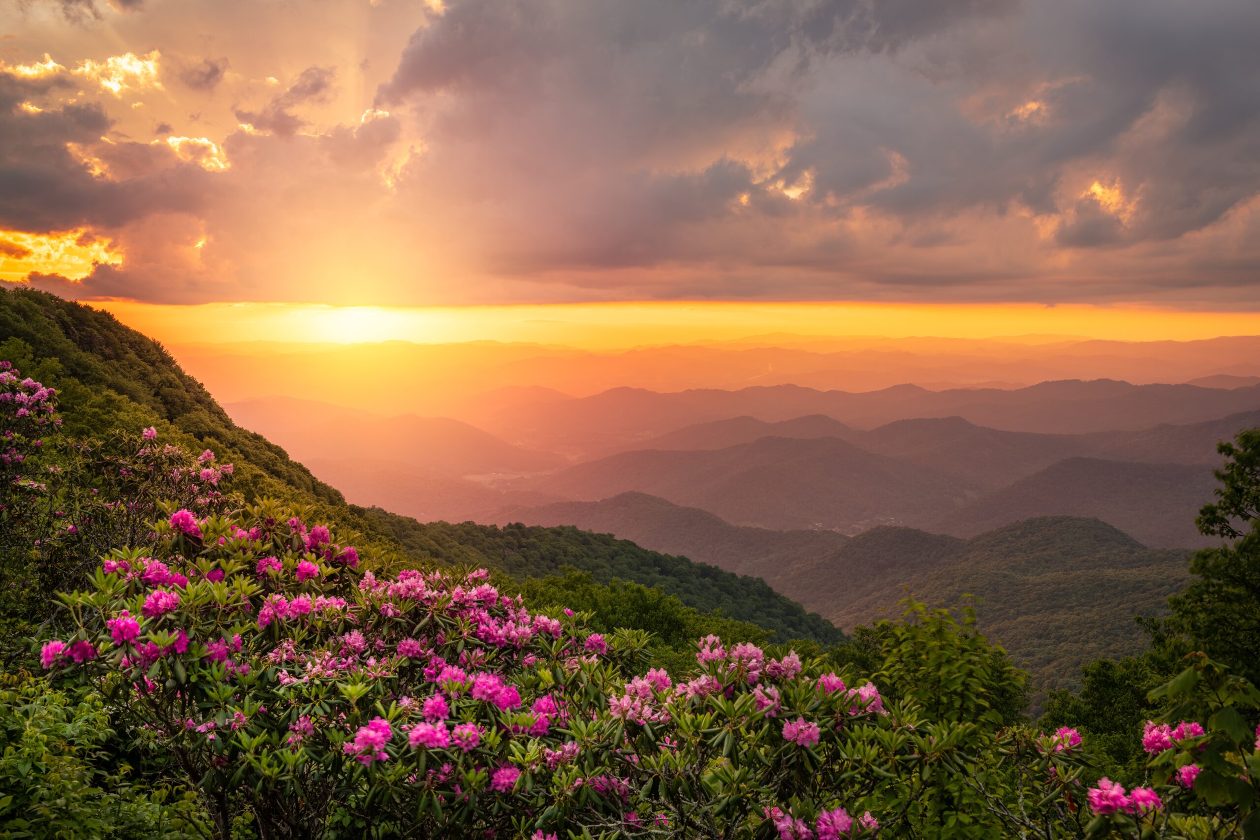 purple flowers at Great Craggy Mountains