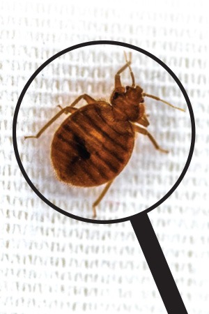 magnifying glass hovering over bedbug