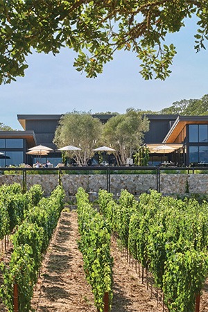 vineyard
