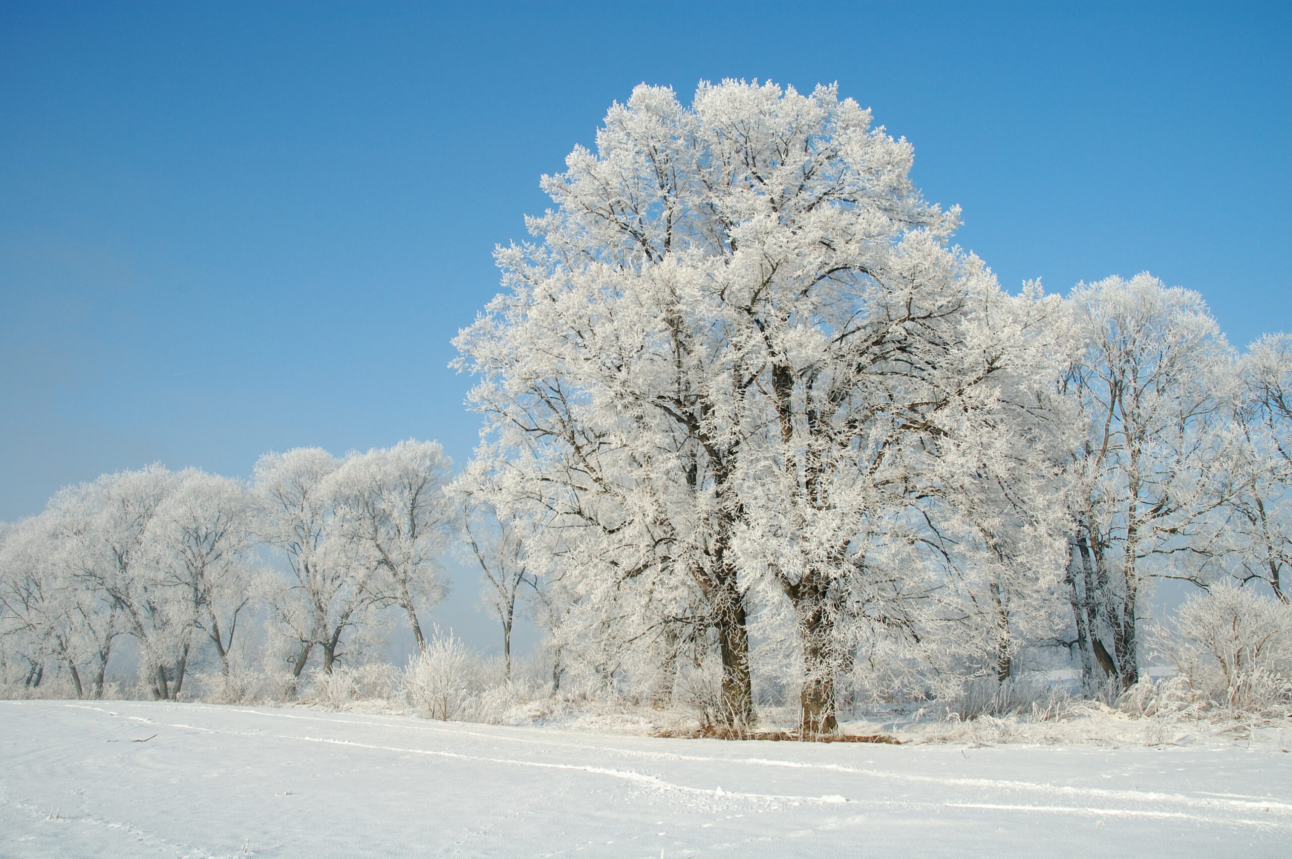 snowy trees