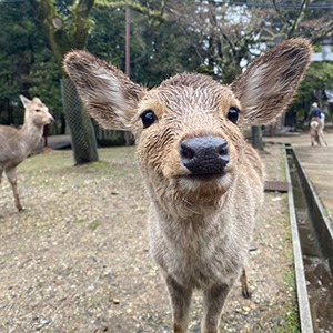 deer in Nara