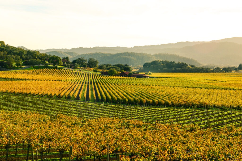 Notes from the Road: Napa Valley