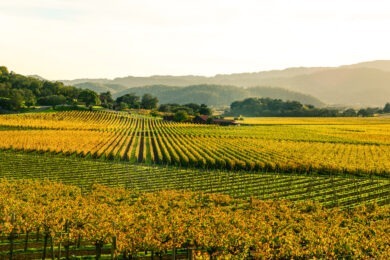 vineyard