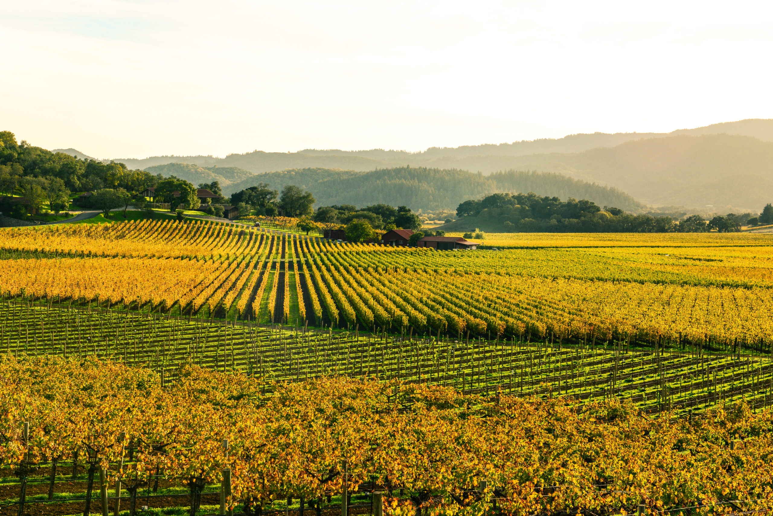 vineyard