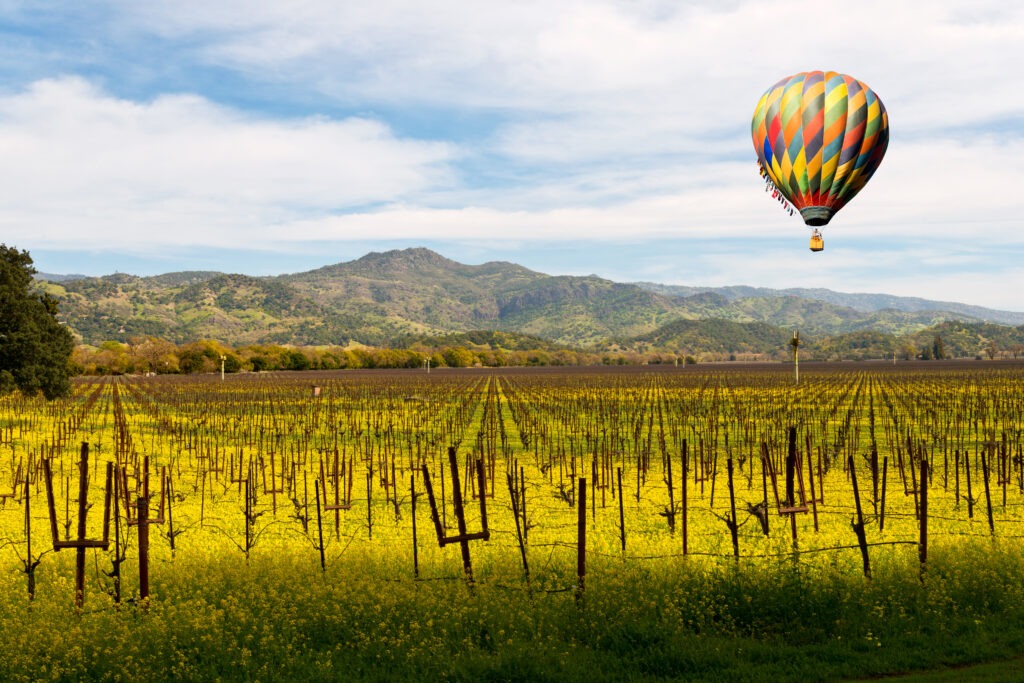 Napa/Sonoma: Hints of Wine Country Chic