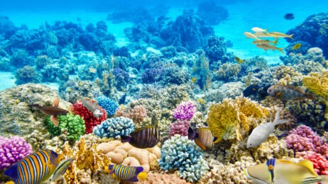 coral reef in Fiji for Smart Travel 4/11/2025