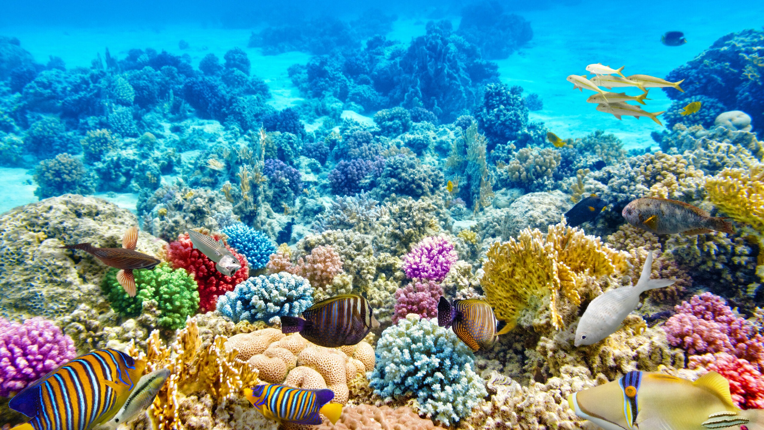 coral reef in Fiji for Smart Travel 4/11/2025