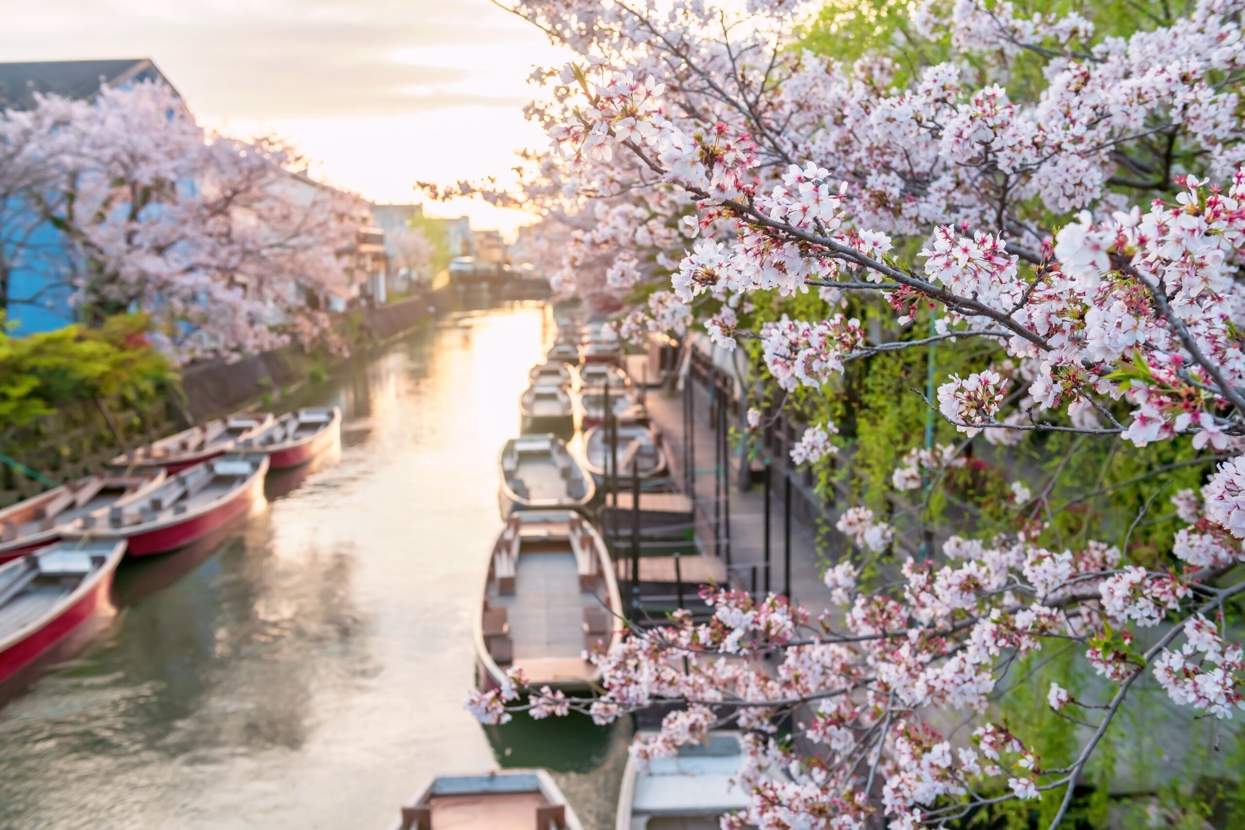 Pink cherry blossom tunnel along Suigo river