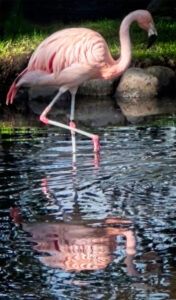 Pink flamingo walking in water
