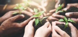 Hands holding soil with sprouting leaves