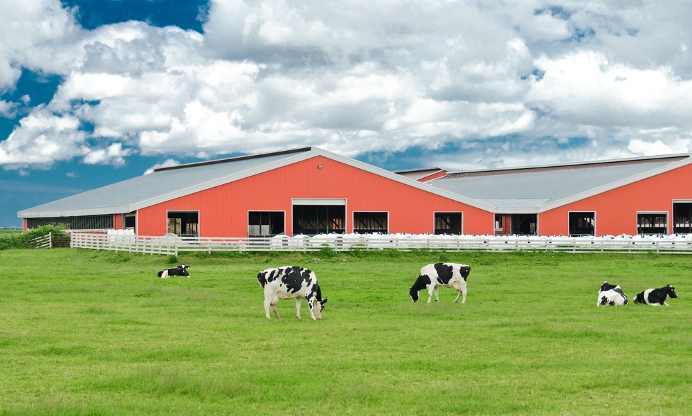 Cows eating on farm land in from of red barn