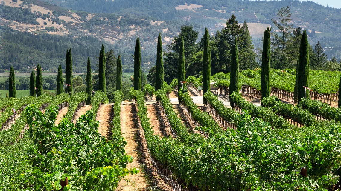 Castello di Amorosa vineyard in Napa Valley