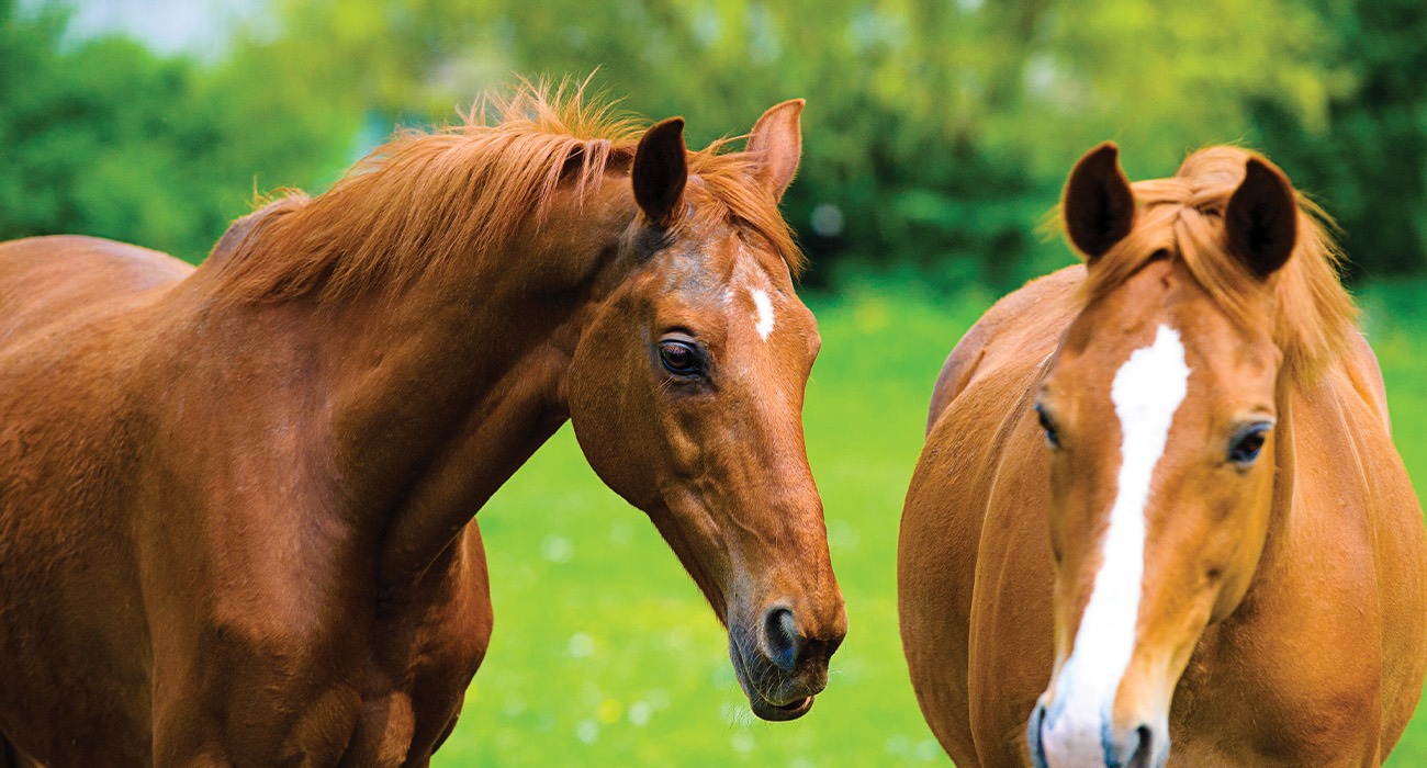 Horses on a Lexington Farm
