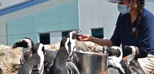 Woman feeding African Penguins at Mystic Aquarium