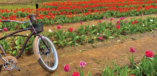 Tulip farm