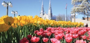 Tulips in city