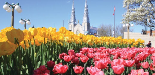 Tulips in city
