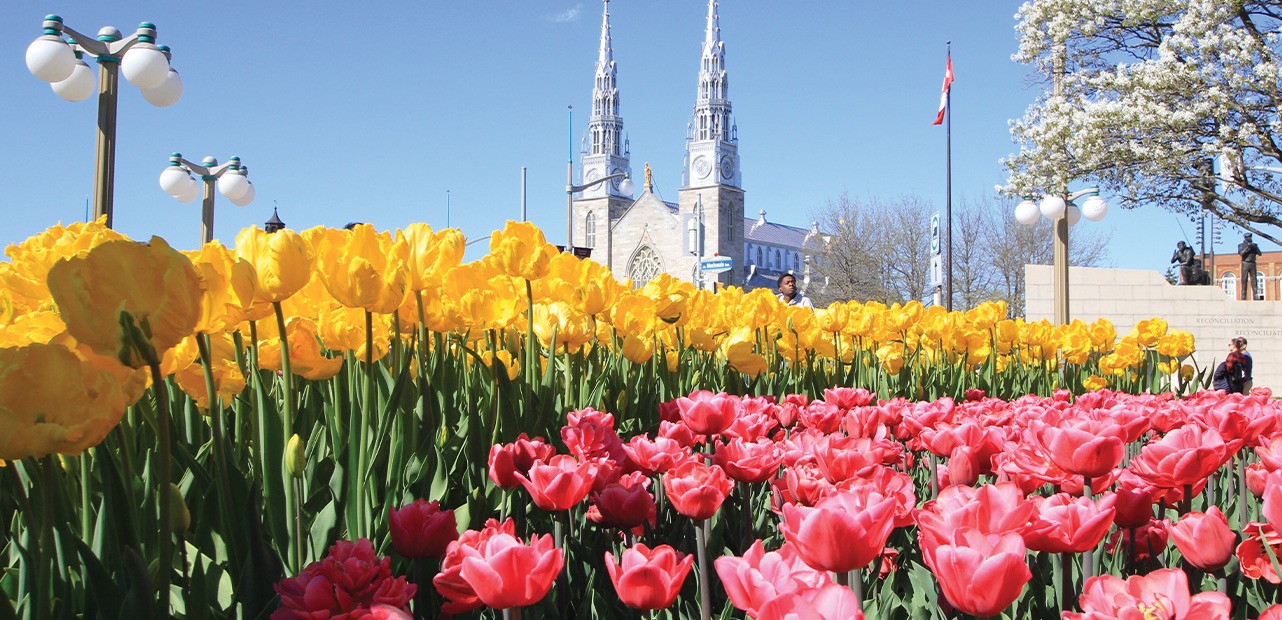 Tulips in city