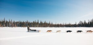 Dogsledding