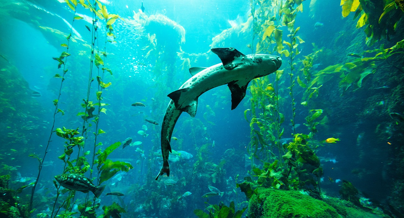 Shark at Monterey Bay Aquarium