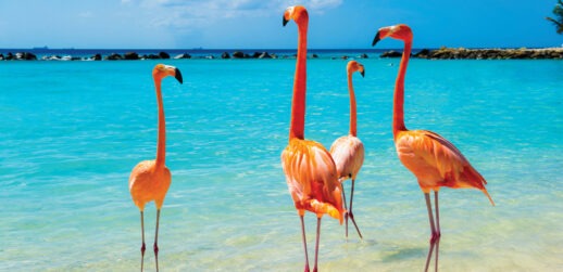 Pink Flamingos in Aruba