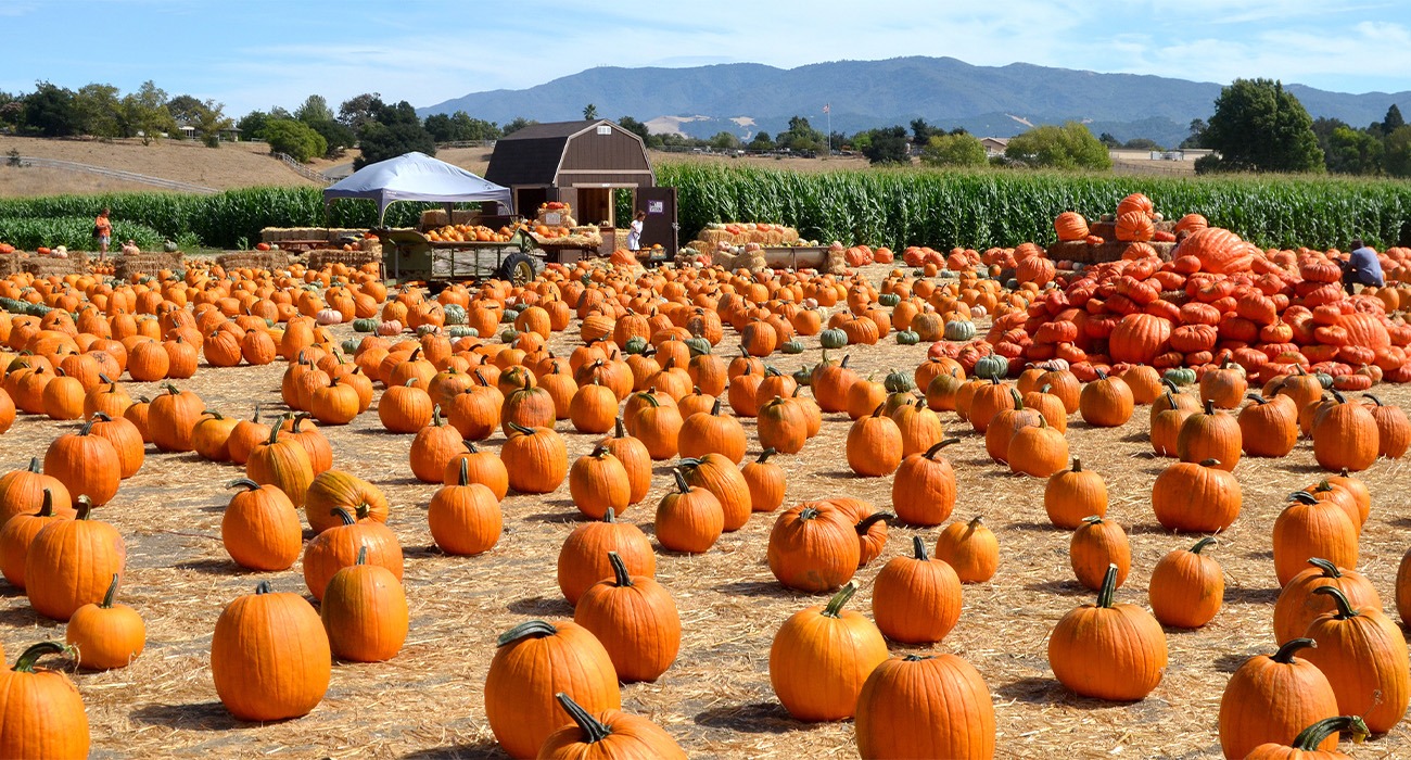 Field of pumpkins