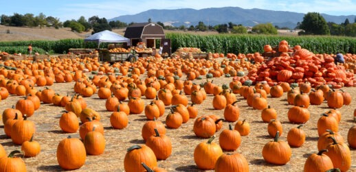 Field of pumpkins